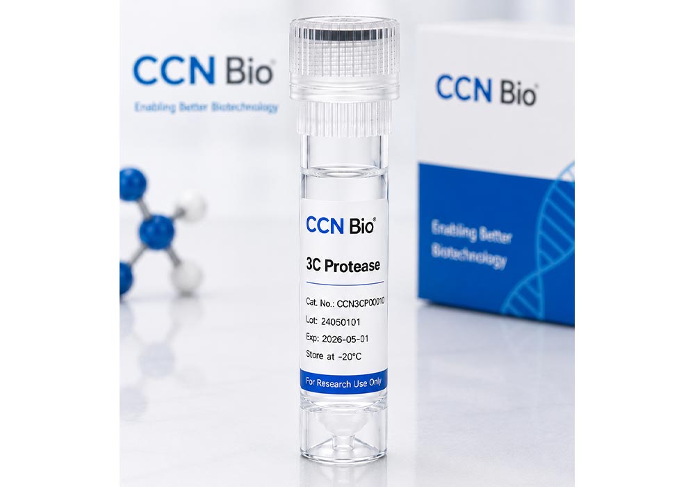 3C Protease